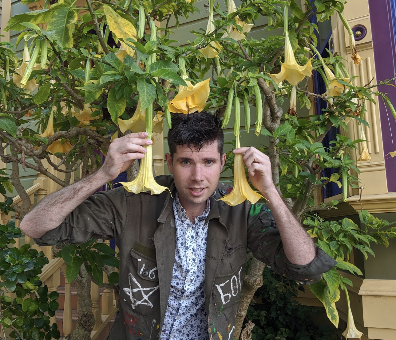 a picture of the brugmansia plant