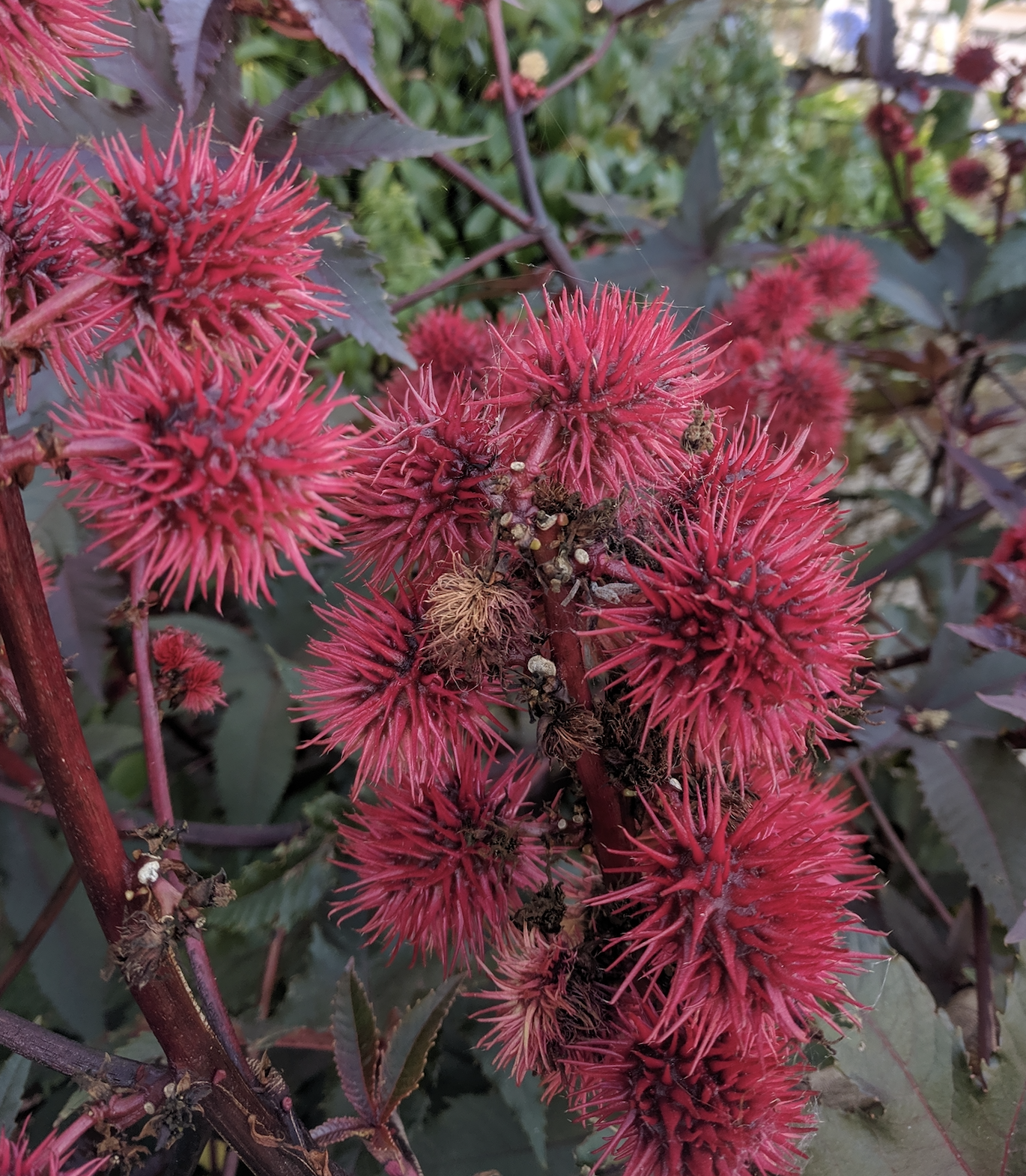 a picture of a castor bean plant