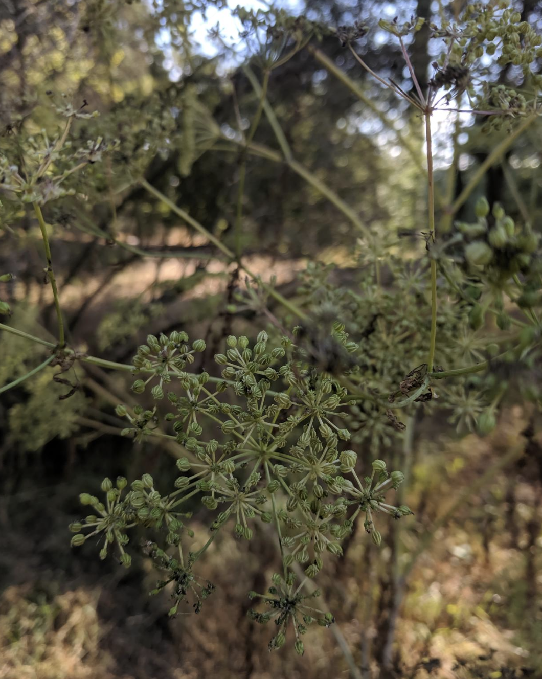 a picture of the poison hemlock plant