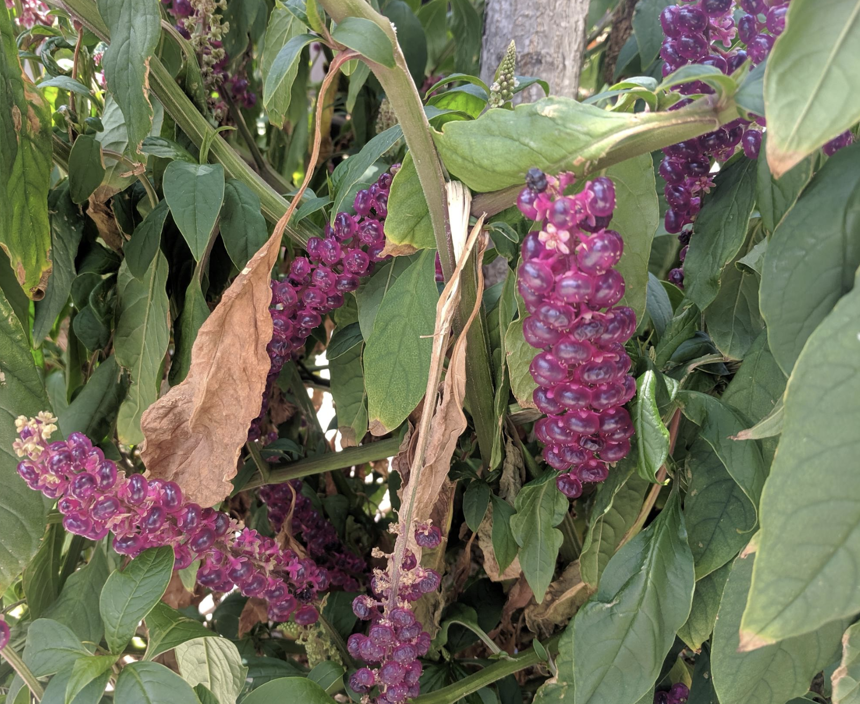 a picture of a pokeweed plant