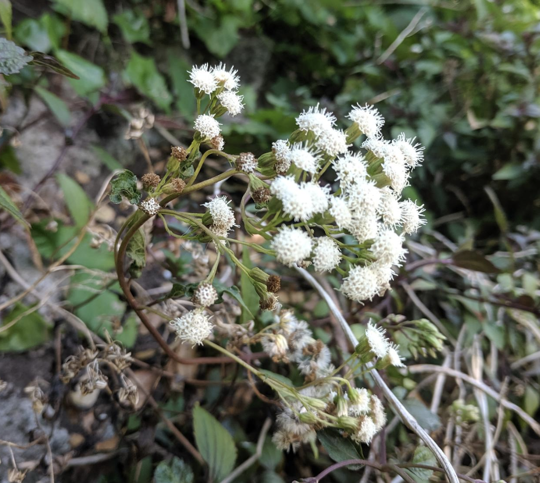 a picture of the snakeroot plant