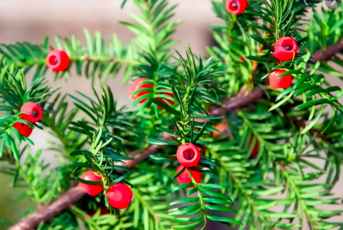 a picture of a yew tree