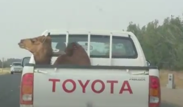 Picture of a camel in the back of a pickup